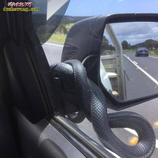 澳洲毒蛇“泛滥” 剧毒腹伊澳蛇爬车上吓坏司机！