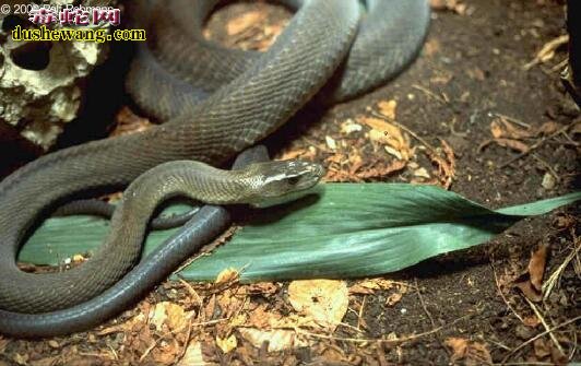 世界上最毒的蛇非洲黑曼巴蛇还是眼镜王蛇？