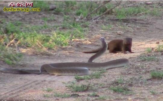 世界上最毒的蛇非洲黑曼巴蛇还是眼镜王蛇？
