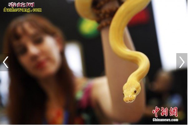 上海宠物展：黄金蟒蛇土拨鼠等新派爬宠齐聚亮相