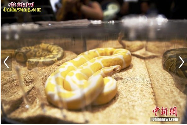 上海宠物展：黄金蟒蛇土拨鼠等新派爬宠齐聚亮相