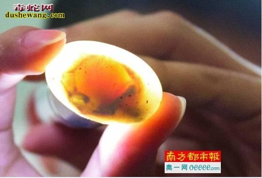 大学生饲养爬宠创业:校园异宠之家 三年繁殖爬宠数千