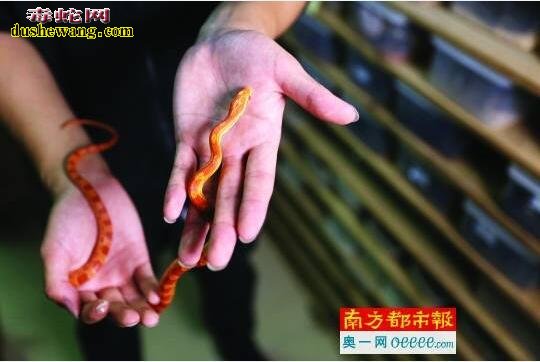 大学生饲养爬宠创业:校园异宠之家 三年繁殖爬宠数千