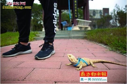 大学生饲养爬宠创业:校园异宠之家 三年繁殖爬宠数千