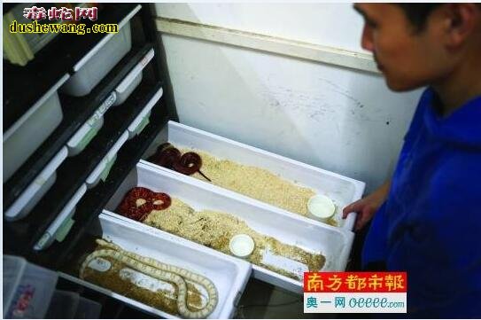 大学生饲养爬宠创业:校园异宠之家 三年繁殖爬宠数千