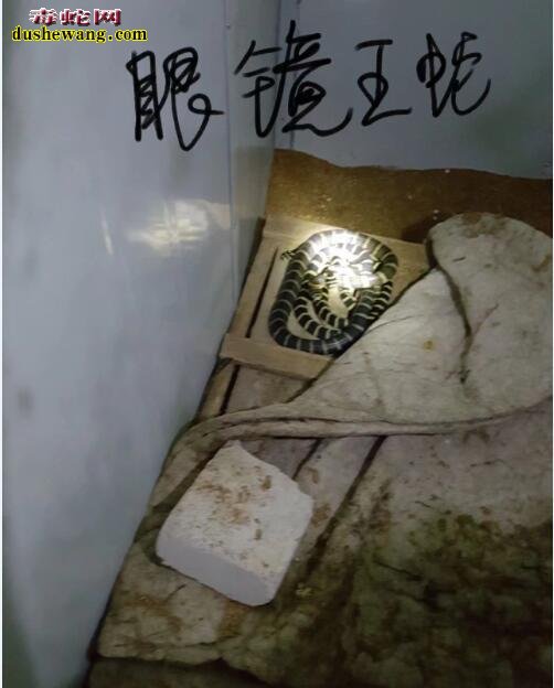 雷村蛇场2018年首次回访449期玉林学员见闻