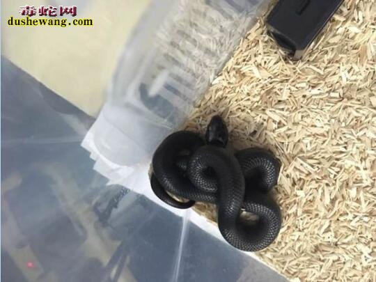 2018年墨西哥黑王蛇价格 2018墨西哥黑王蛇多少钱一条？