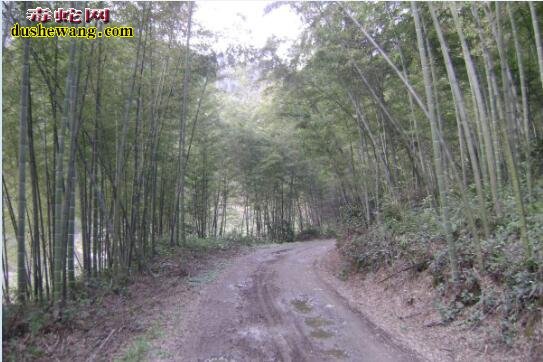 莽山烙铁头蛇是谁发现?什么时候发现的?