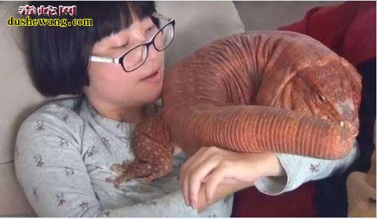 泰加巨蜥