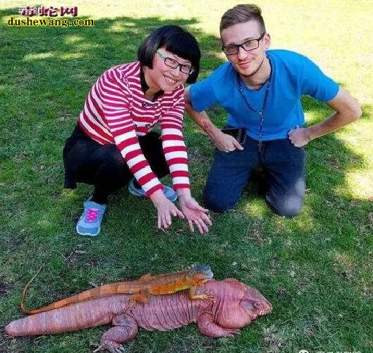 泰加巨蜥