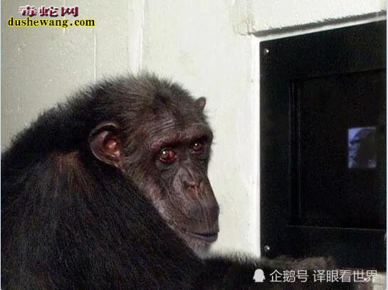 太疯狂了!人类和黑猩猩的杂交后代竟然是真的!