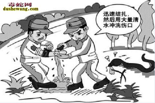 毒蛇咬伤的处理原则是什么?具体怎么做?
