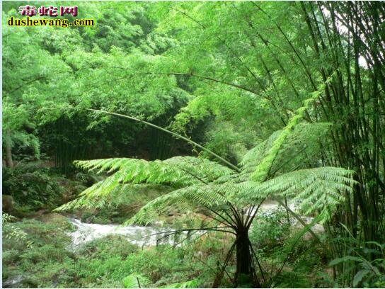 蛇木(桫椤)图片大全