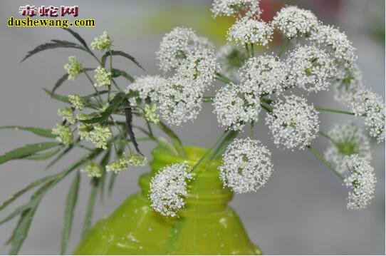 蛇床花图片大全欣赏