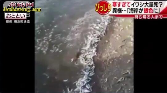 日本海岸鱼死尸遍布40公里!大量沙丁鱼死亡事件诡异!