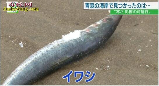 日本海岸鱼死尸遍布40公里!大量沙丁鱼死亡事件诡异!