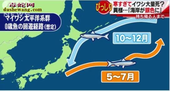 日本海岸鱼死尸遍布40公里！大量沙丁鱼死亡事件诡异！