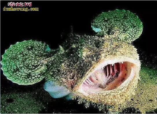 盘点海洋中最奇怪的七种怪鱼！