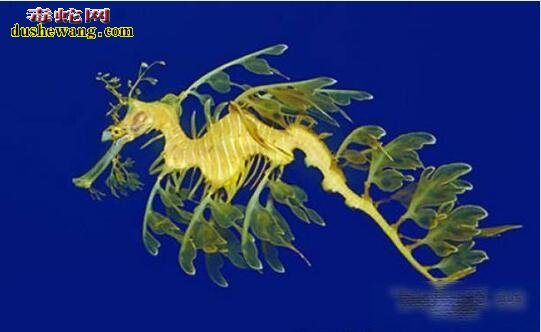 盘点海洋中最奇怪的七种怪鱼!