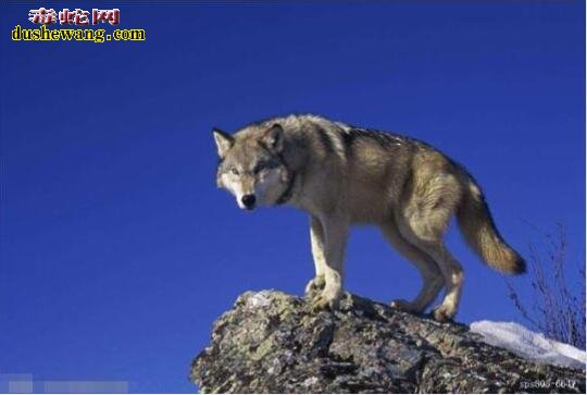 狼狈为奸：自然界真的有狈这种动物吗？