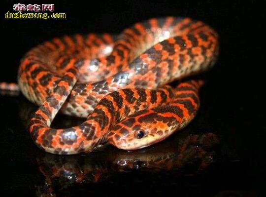 赤链蛇的外形特征