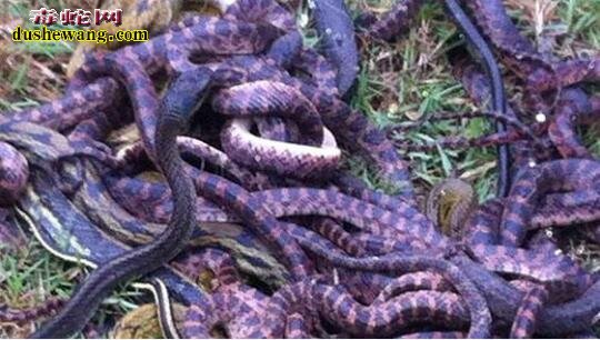 赤链蛇的人工养殖方法