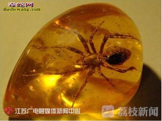 中国科学家发现亿万年前古蜘蛛