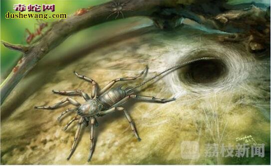 中国科学家发现亿万年前古蜘蛛