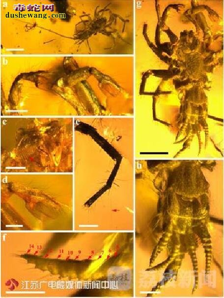 中国科学家发现亿万年前古蜘蛛
