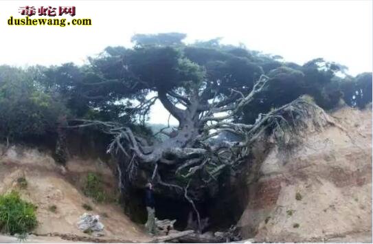 全世界最奇怪的10棵树