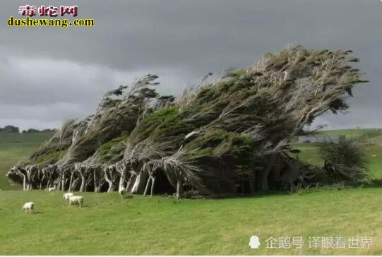 全世界最奇怪的10棵树