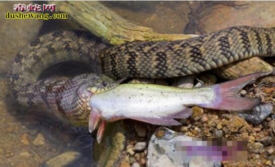 最大的水蛇 水蛇能长多大？