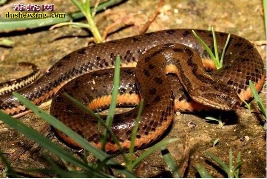 泥蛇水蛇是一个蛇类品种吗？怎么区分？