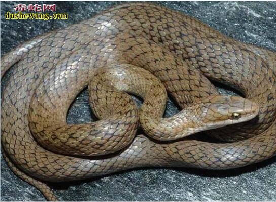 泥蛇水蛇是一个蛇类品种吗？怎么区分？