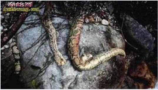 蟒蛇渡劫并非只有传说！清朝猎人进山打猎遇到大蛇斗天雷！