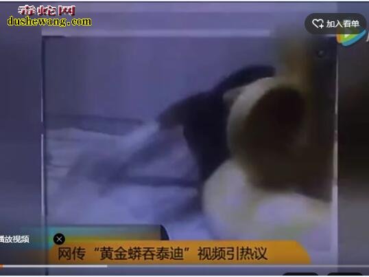 太残忍!黄金蟒吞食小狗视频曝光!