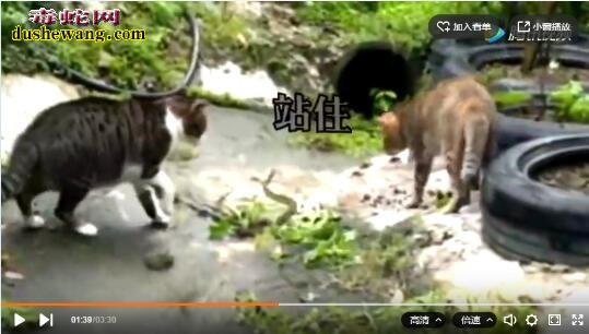 翠青蛇遇到花猫 蛇的灵活性全无毫无还手之力