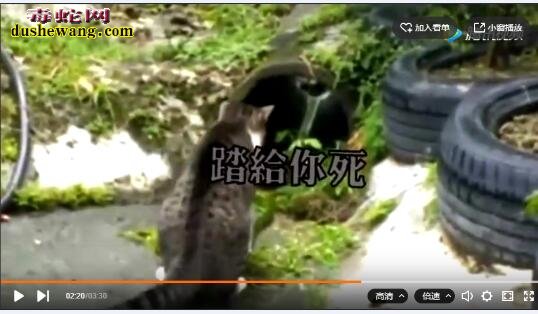 翠青蛇遇到花猫 蛇的灵活性全无毫无还手之力