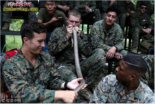 美国海军陆战队员徒手抓眼镜蛇生吃壁虎！