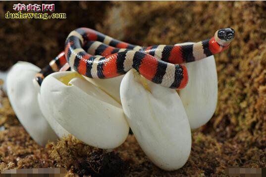 您了解牛奶蛇的生活习性吗