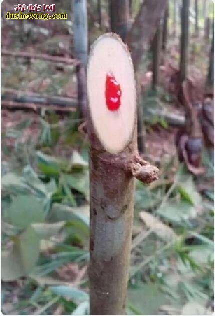 天下奇闻:会流鲜血的树!淌血的怪石!