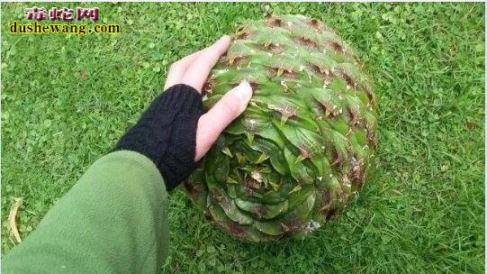现实存在的15种奇特生物!只有科幻电影中才会看到!
