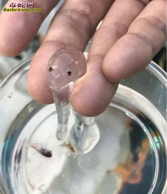现实存在的15种奇特生物!只有科幻电影中才会看到!