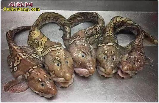 现实存在的15种奇特生物!只有科幻电影中才会看到!