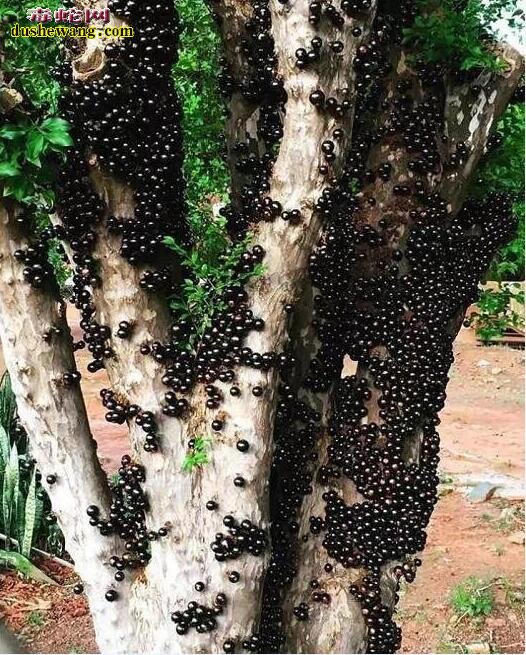 现实存在的15种奇特生物!只有科幻电影中才会看到!