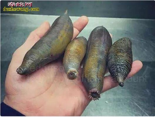 现实存在的15种奇特生物!只有科幻电影中才会看到!