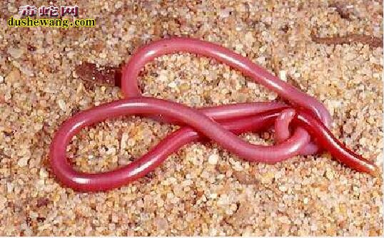 钩盲蛇生活习性、栖息环境及生长繁殖