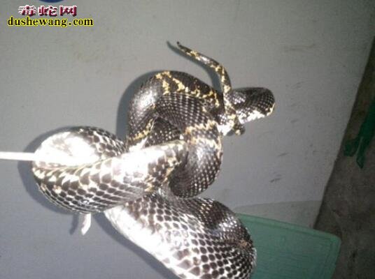 棕黑锦蛇有什么药用价值有哪些?