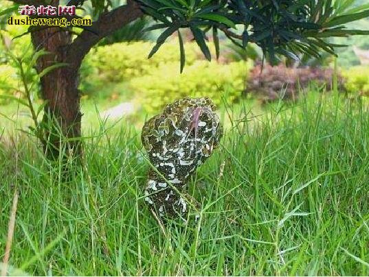 被称为中国第一毒蛇！莽山烙铁头蛇毒性比五步蛇还大！