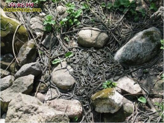 山西太岳山群蛇集体“自杀”的诡异事件大揭秘！